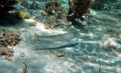 Sillaginodes punctatus