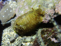 Dolabrifera dolabrifera