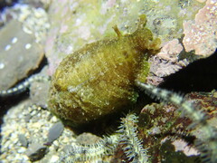 Dolabrifera dolabrifera