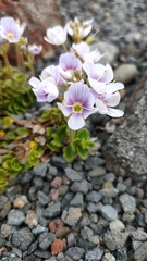Veronica hookeriana