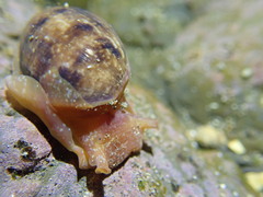 Bulla gouldiana