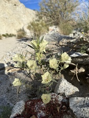 Mohavea confertiflora