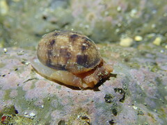 Bulla gouldiana