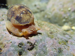 Bulla gouldiana