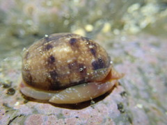 Bulla gouldiana