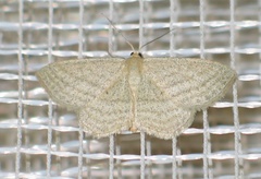 Scopula virgulata