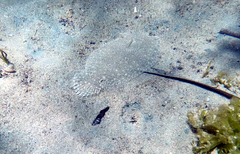 Pseudorhombus jenynsii