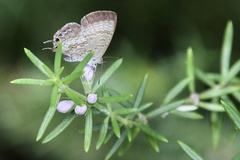 Catopyrops florinda