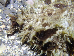Dolabella auricularia