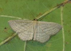 Scopula virgulata