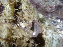 Dolabella auricularia