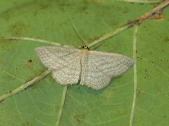 Scopula virgulata