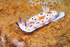 Goniobranchus leopardus