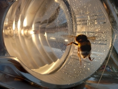 Bombus terrestris lusitanicus