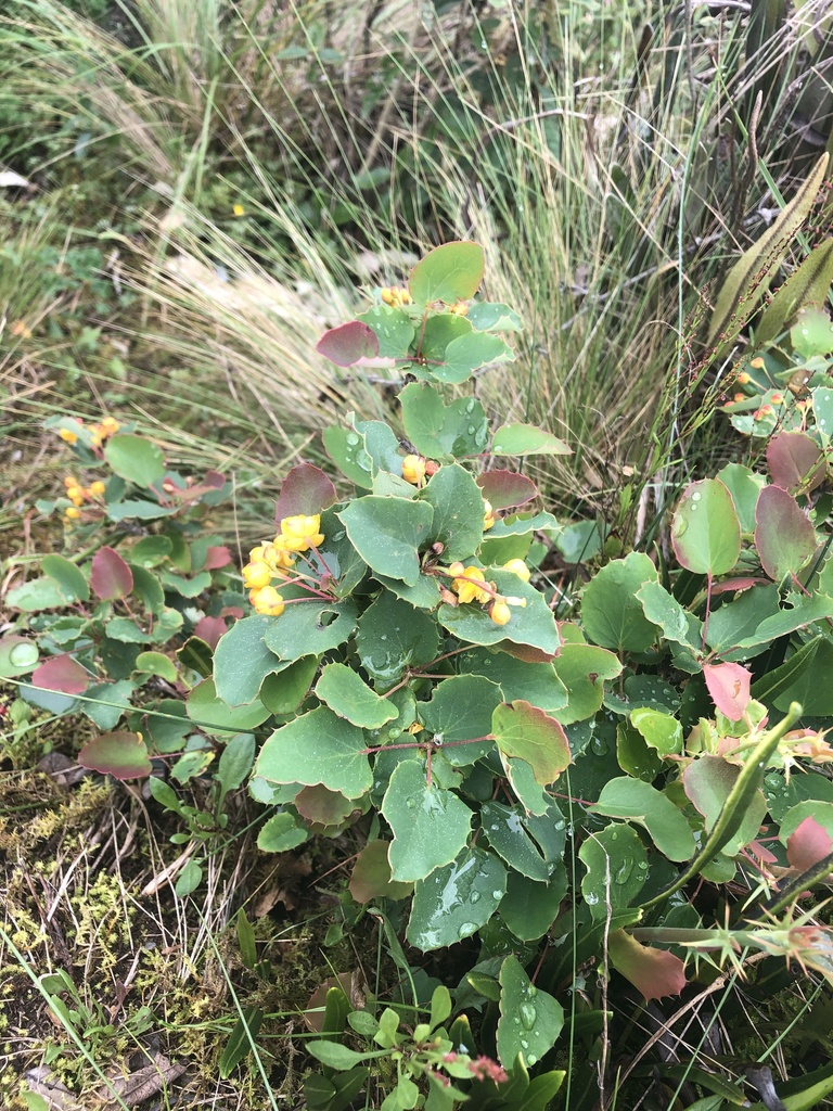 Berberis benoistiana (Berberis benoistiana)