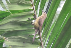 Nectarinia kilimensis