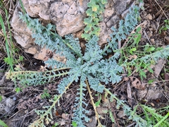 Glaucium flavum