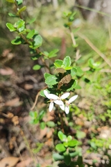 Olearia myrsinoides