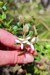 Olearia myrsinoides