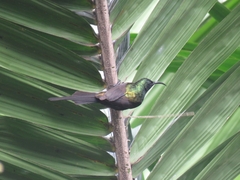 Nectarinia kilimensis