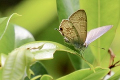 Catopyrops florinda