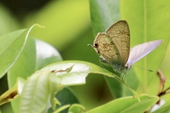 Catopyrops florinda