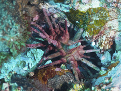 Phyllacanthus parvispinus