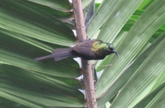 Nectarinia kilimensis