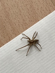 Anyphaena accentuata