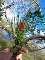 Allocasuarina emuina