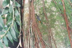 Gonatodes albogularis fuscus