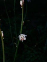 Asphodelus fistulosus