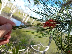 Allocasuarina emuina