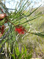 Allocasuarina emuina