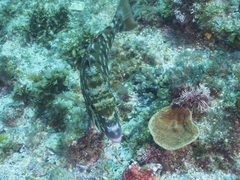 Lethrinus rubrioperculatus