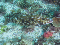 Lethrinus rubrioperculatus