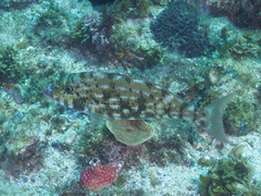 Lethrinus rubrioperculatus