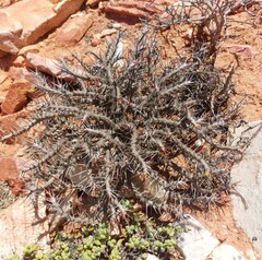 Monsonia