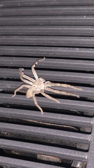 Neosparassus calligaster