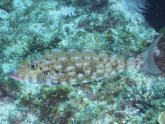 Lethrinus rubrioperculatus