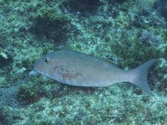 Lethrinus rubrioperculatus