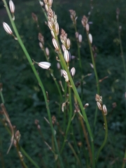 Asphodelus fistulosus