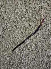 Oligochaeta