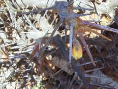 Monsonia