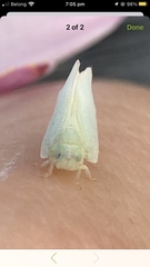 Colgaroides acuminata