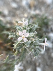 Loeseliastrum schottii