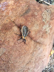 Ectrichodia