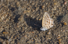 Theclinesthes sulpitius