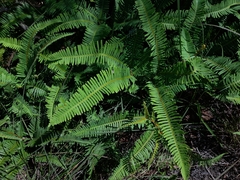 Dicranopteris linearis