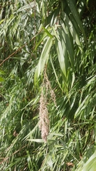 Arundo
